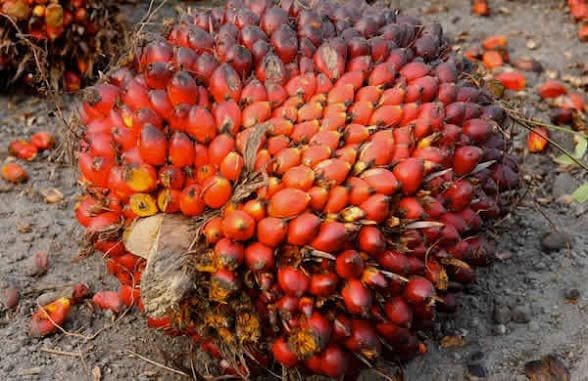 Nigeria's Plan to Revive Palm Oil Production Announced