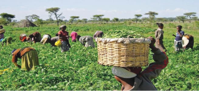 Nigeria's Agriculture Faces Crisis Amid Rising Insecurity