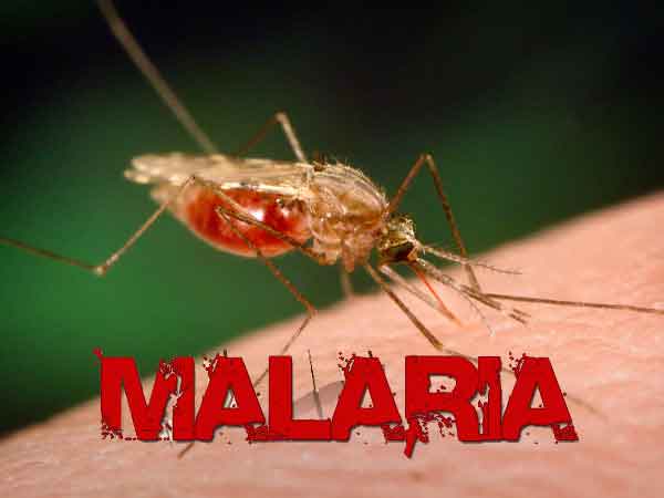 Scientists Explore Gene Drive Technology to Combat Malaria