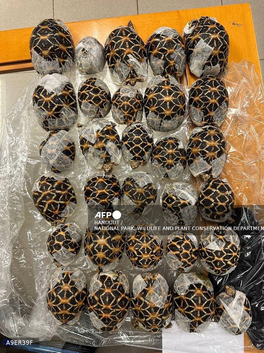 Thai Authorities Arrest Woman Smuggling 30 Tortoises